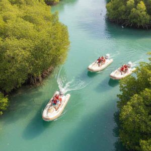 Explore the mangroves