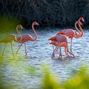 Spot amazing wildlife