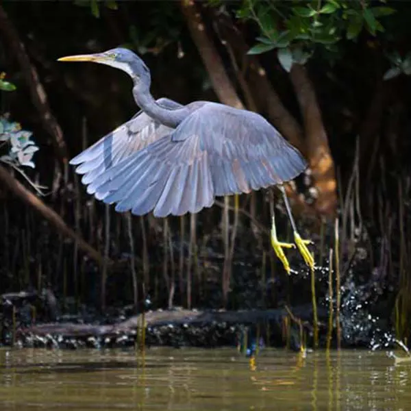 rhinoabu.com - gallery 4