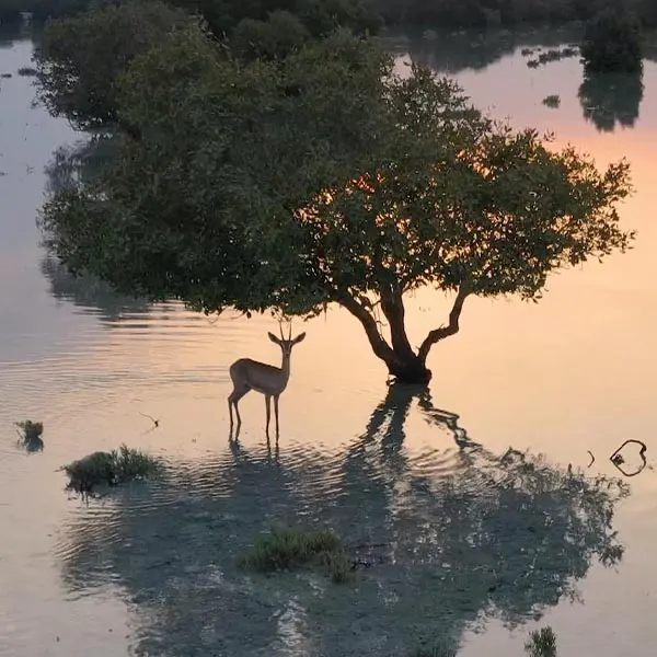 rhinoabu.com - gallery 5