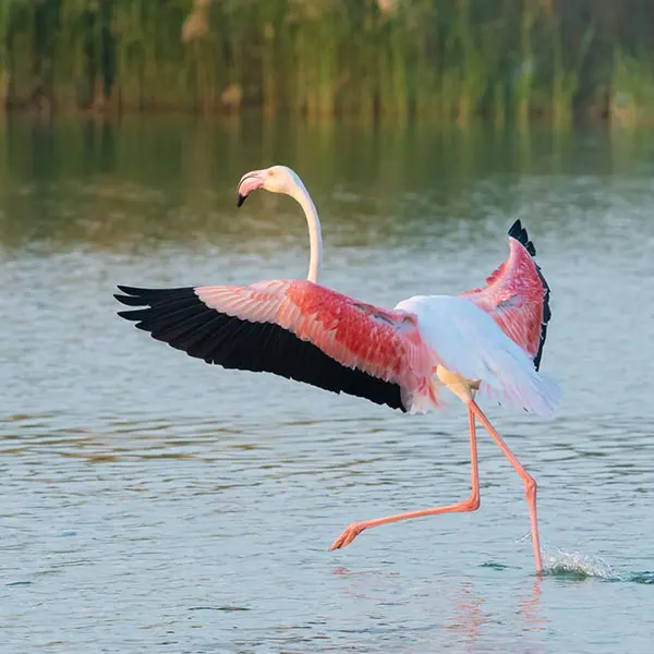 rhinoabu.com - gallery 6