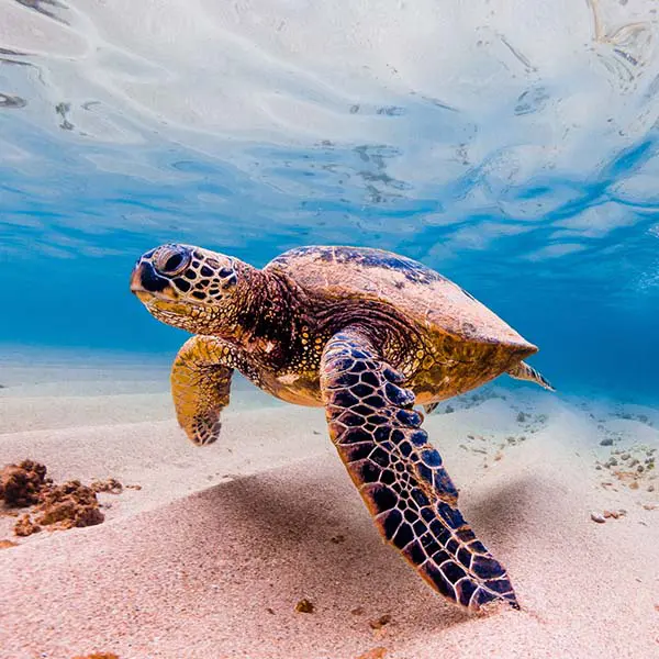 rhinoabu.com - gallery 7